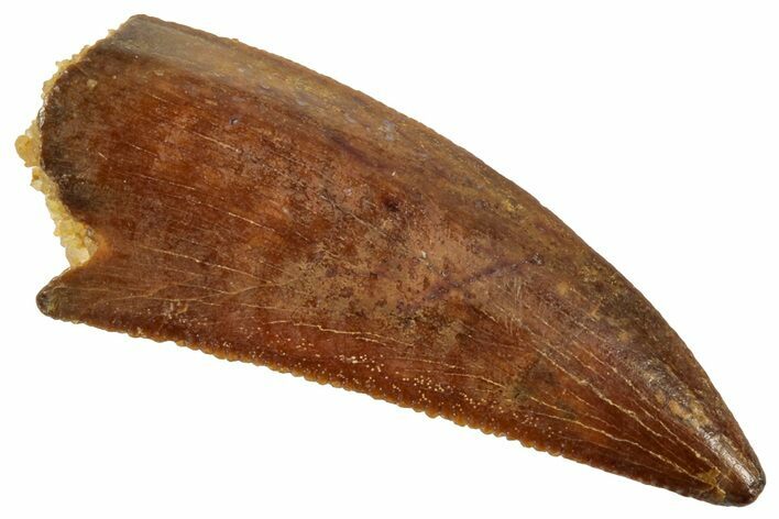 Serrated Raptor Tooth - Real Dinosaur Tooth #357976